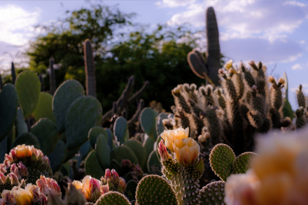 Fuji 35mm image from botanical garden of blooming cactus in Phoenix AZ
