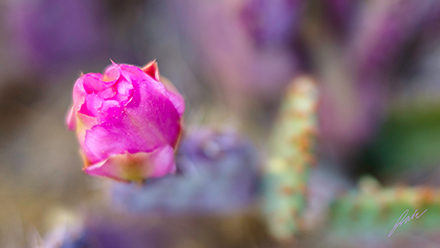 Fuji 35mm image from botanical garden of pink flower blooming from cactus in Phoenix AZ