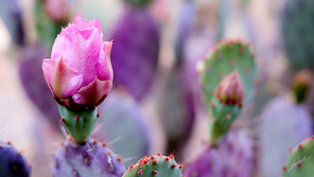 Fuji 35mm image from botanical garden of pink flower blooming from cactus in Phoenix AZ