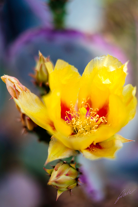 Fuji 35mm image from botanical garden of yellow flower with red center blooming from cactus in Phoenix AZ