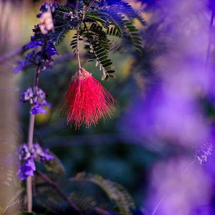 Fuji 35mm image from botanical garden with red and purple flowers