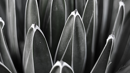 Fuji 35mm image from botanical garden of desert plant in black and white