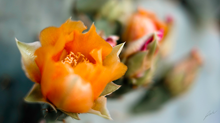 Fuji 35mm image from botanical garden of blooming orange flower from cactus