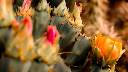 Fuji 35mm image from botanical garden of yellow and pink flowers blooming from cactus in Phoenix AZ