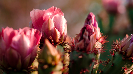 Fuji 35mm image from botanical garden of blooming red flower from cactus