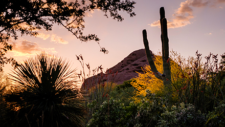 Fuji 35mm image from botanical garden of mountain scape wiht cactus and other desert plante in foreground in Phoenix AZ